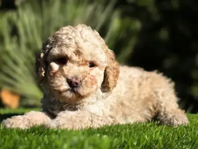 Cavapoo - Moha