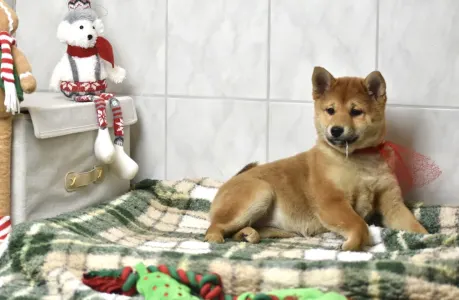 Shiba - Bravados Benika