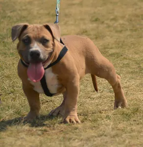 Amerikai Bully - Pocket - Bbb.szimba