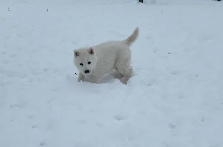 Siberian Husky - Smaragd Of Polar Moonlights