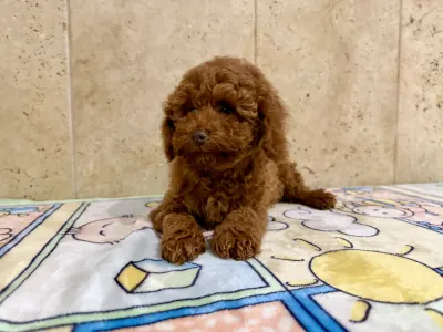 Poodle Miniature - Fedra