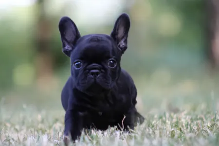 French Bulldog - Bagira