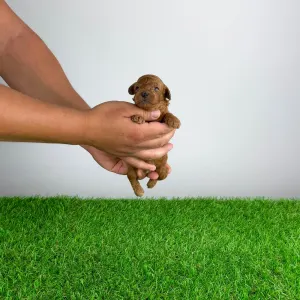 Caniche Nain - Alfino