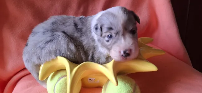 Border Collie - Frenklin