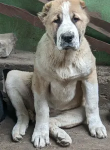 Central Asia Shepherd Dog - Dzhina Iz Zamka Larisi