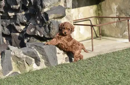 Barbone nano - Bravados Eperke (toy)