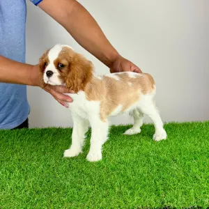 Cavalier King Charles Spaniel - Zira