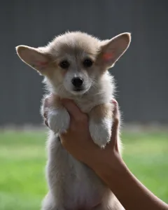Welsh Corgi Pembroke - Szavíra