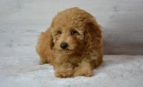 Poodle Miniature - Roxy