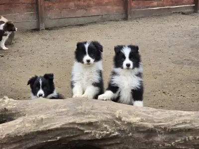 Border Collie - Sio-Bella