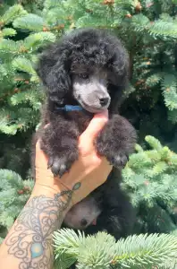 Barbone nano - Odin