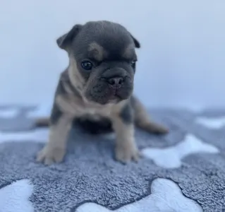 Bulldog francez - Neo