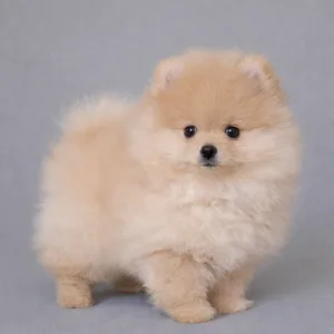 Pomeranian - Zamira