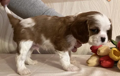 Cavalier King Charles spániel - Ashton