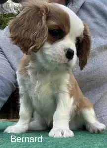 Cavalier King Charles Spaniel - Bernard