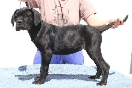 Cane Corso - Ciara