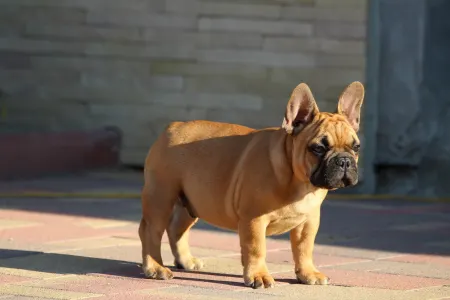 French Bulldog - Uriel