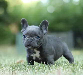 Francia bulldog - Lucky