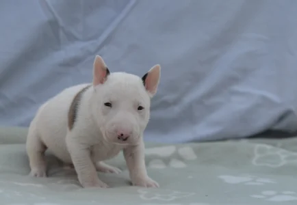 Bullterrier pitic - Logan