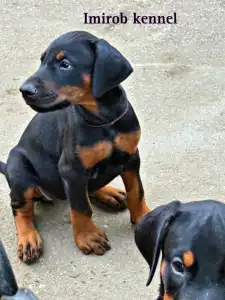 Dobermann - Kiara