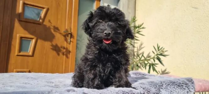 Maltipoo - Bagira