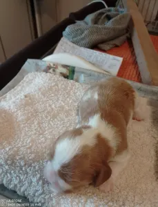 Cavalier King Charles Spaniel - Griff