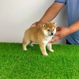 Shiba Inu - Sachi