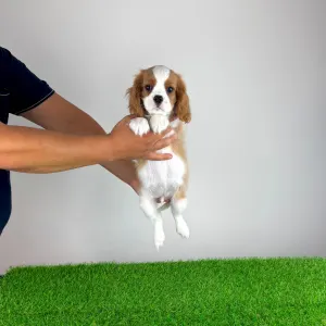 Cavalier king Charles spaniel - Aristor