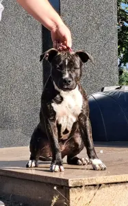 Staffordshire Terrier américain - Cassiopeia