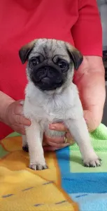 Pug - Gina 