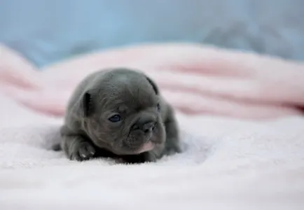 Bulldog francez - Monique