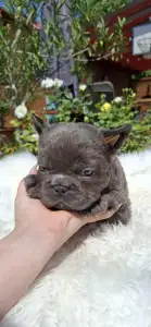 Francia bulldog - Glória 