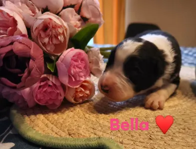 Border Collie - Bella
