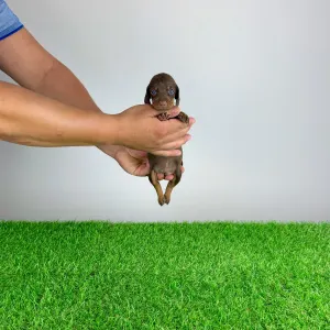 Dachshund - Chibo