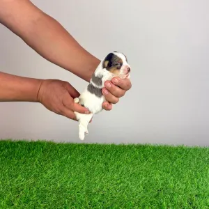 Biewer Terrier - Xanti