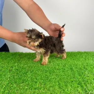 Yorkshire Terrier - Rocco