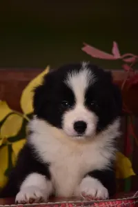 Border Collie - Gingers Heritage Dream Of The Golden Homesteads