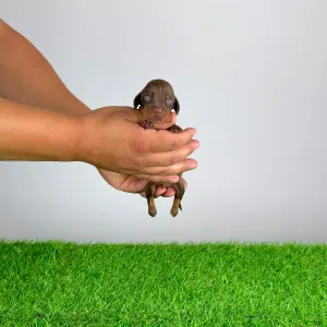 Dachshund - Casar