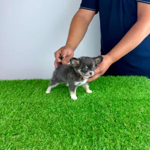 Chihuahua - Phoenix 