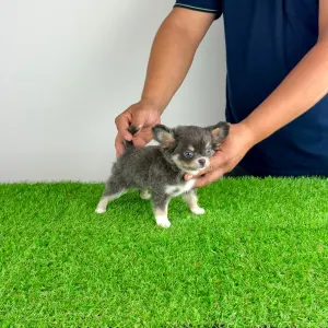 Chihuahua - Phoenix 