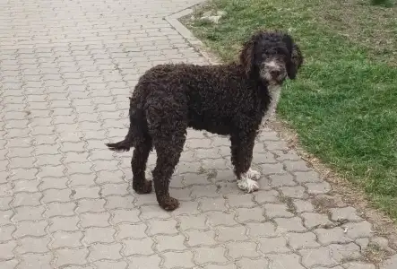 Lagotto Romagnolo - Aky