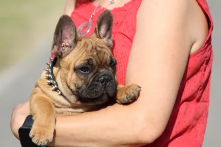 Francia bulldog - Udon