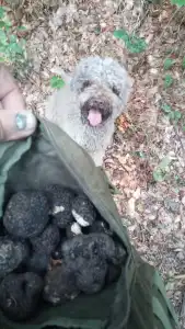 Romagna Water Dog - Lagotto Passion 