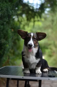 Cardigan welsh corgi - Kvitegga Mendenhall 