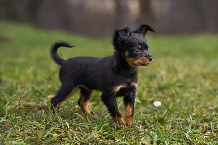 Russian Toy Terrier - Charlie Chaplin