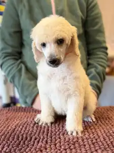 Óriás uszkár - White Girl