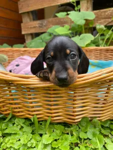 Dachshund - Plutó