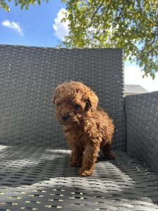 Poodle Miniature - Otis