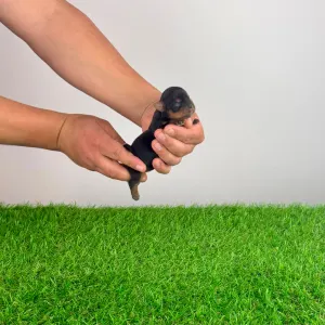 Yorkshire Terrier - Wendy