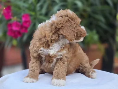 Cavapoo - Ariel